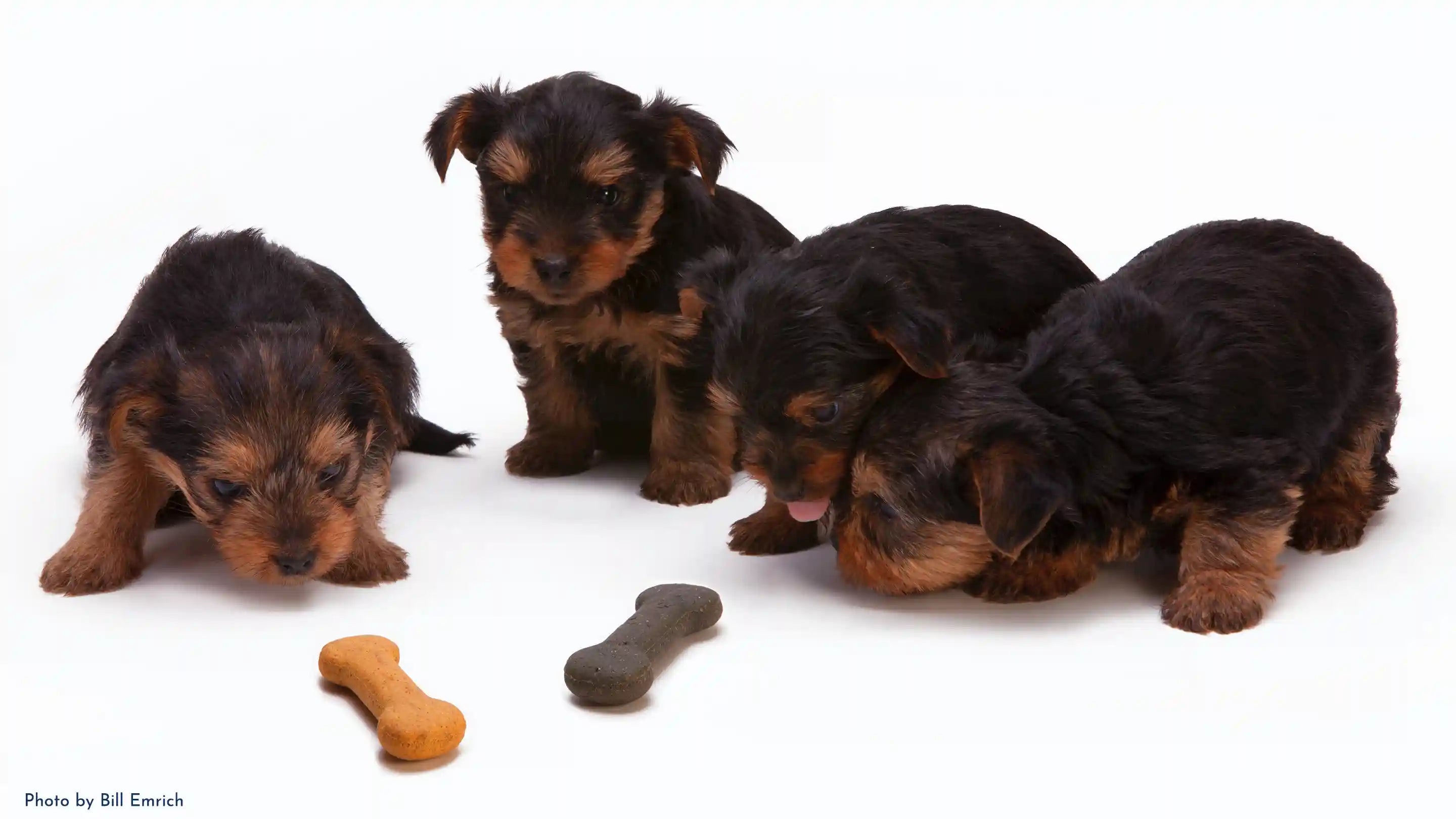 four puppies looking at two dog treats on a white background.