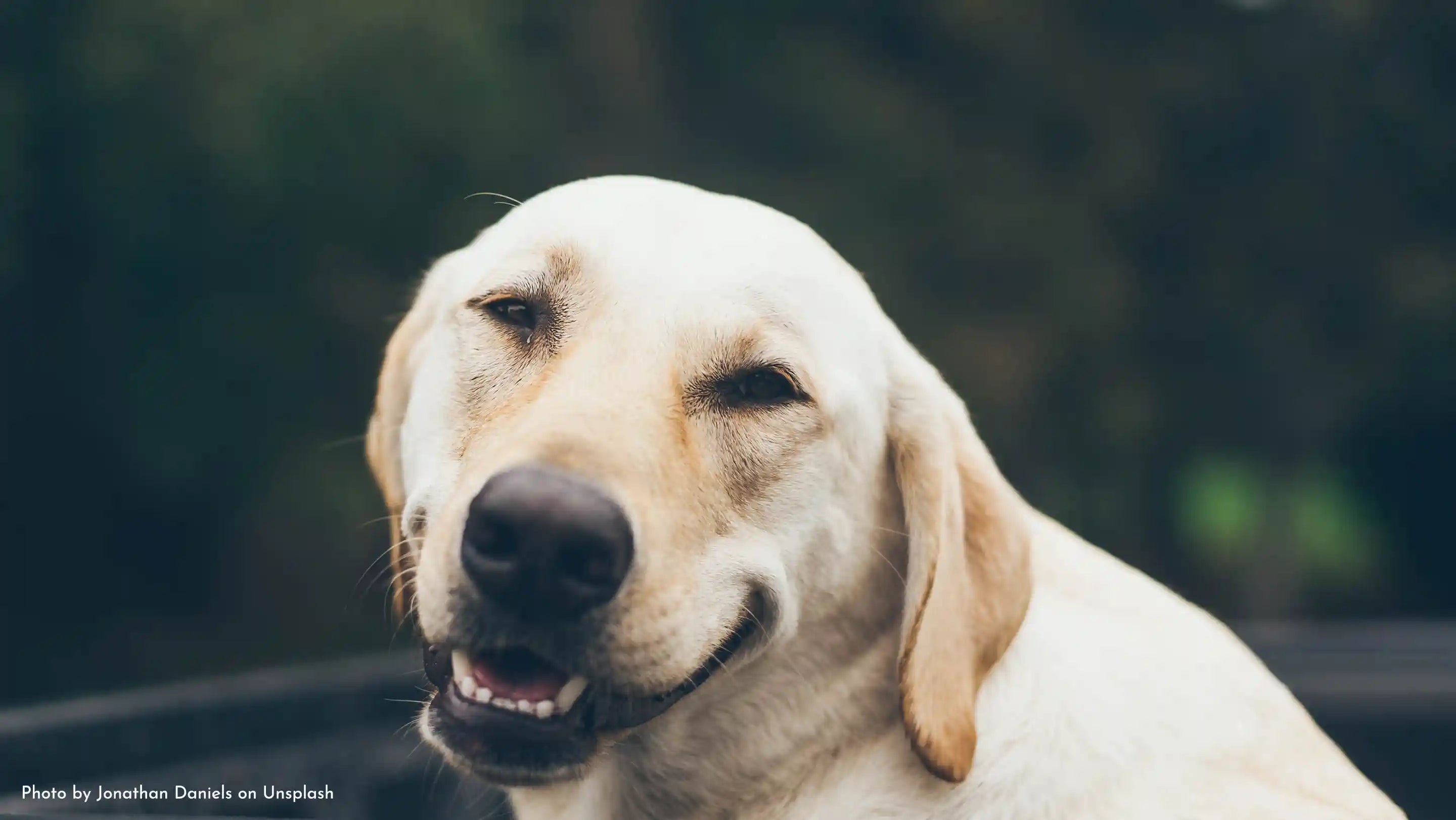 A smiling dog