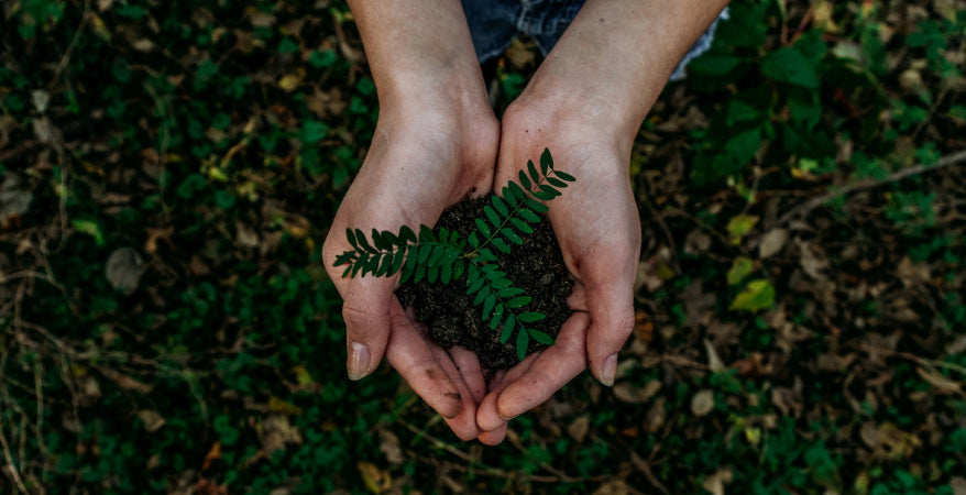 Putting the Sapling in the Whole of the Tree