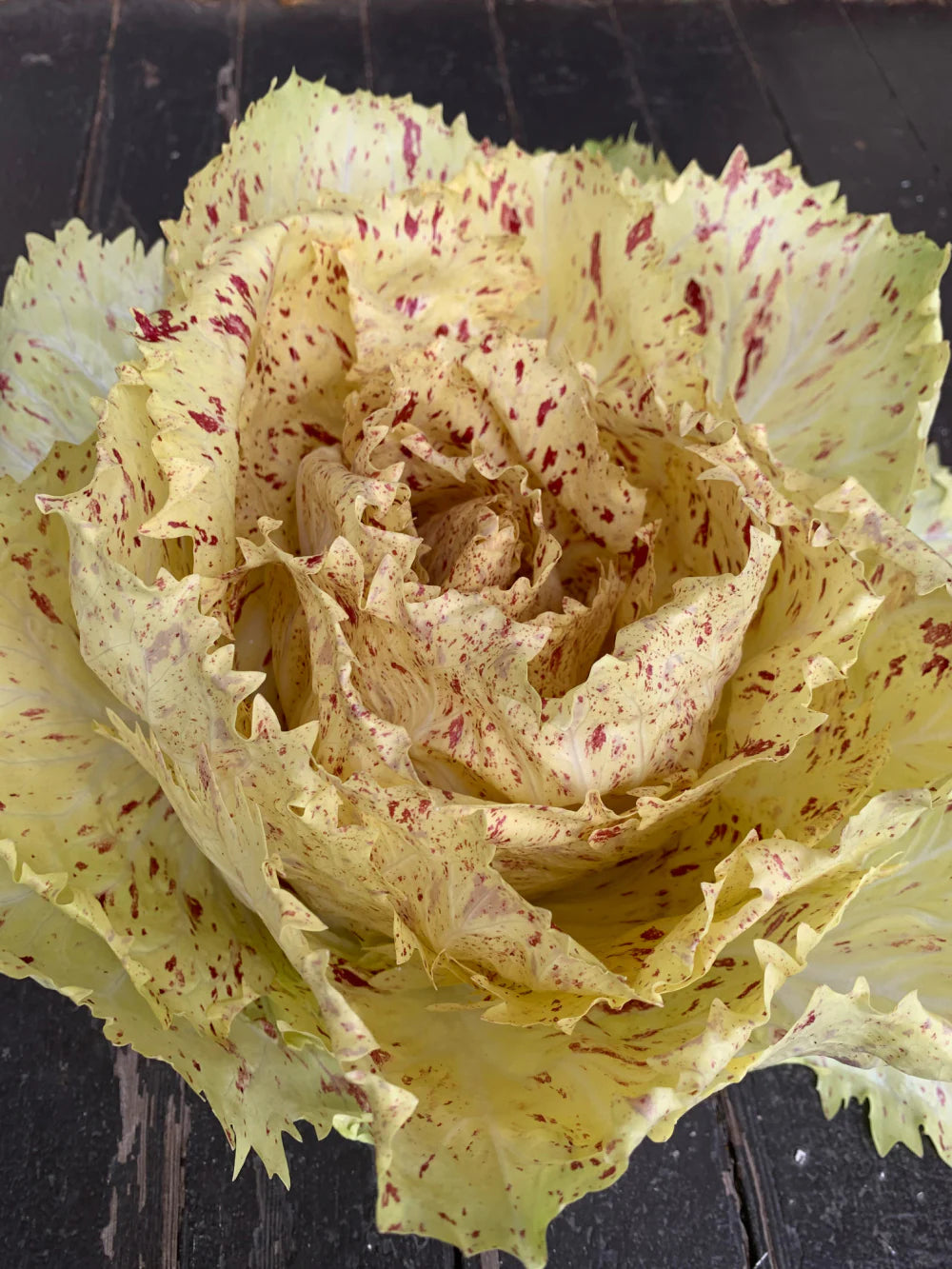 Radicchio di Castelfranco