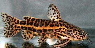 jaguar catfish