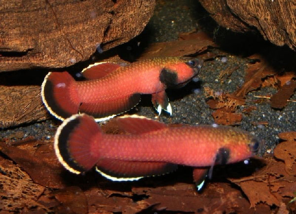 betta channoides for sale