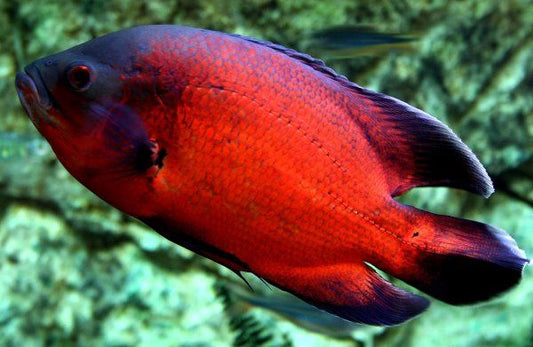 LONGFIN BLACK TIGER OSCAR (Astronotus ocellatus) 5 – Aquarists Across  Canada