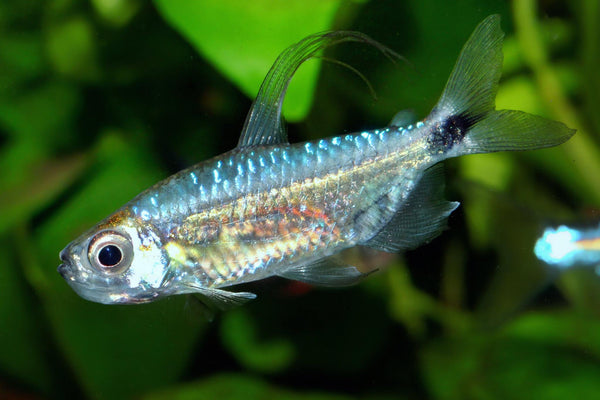 blue king tetra