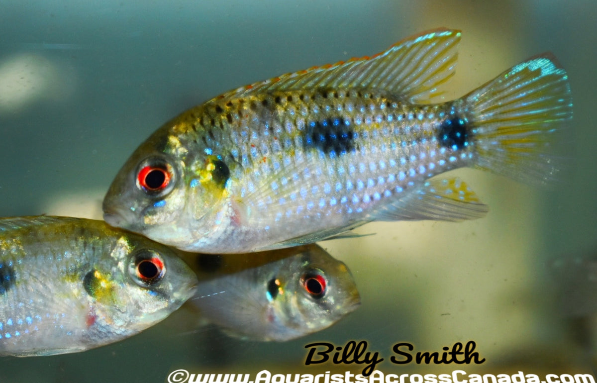 AFRICAN BUTTERFLY CICHLID