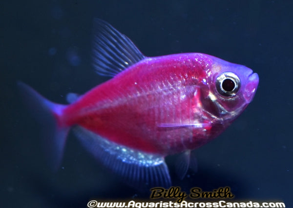 blue king tetra