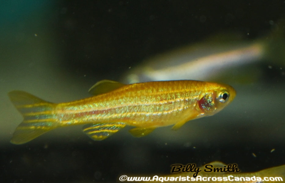 zebra danios with goldfish