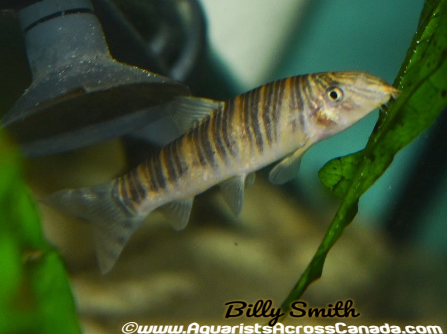 zebra loach swolen stomach