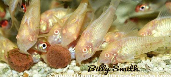 corydoras aeneus