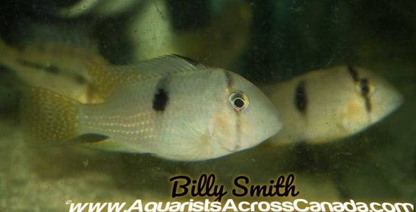 green guapote cichlid