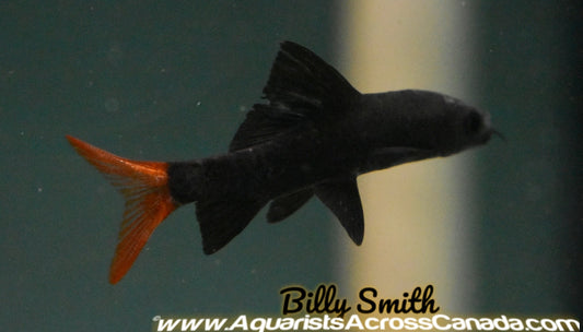 Redtail catfish 7″+ Jumbo size  Each – Pet Kadai – Online