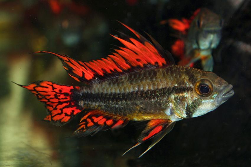 cockatoo cichlid