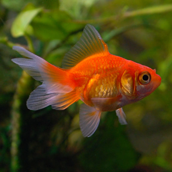 fantail goldfish standard