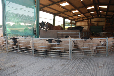 Keeping Cool In The Shed