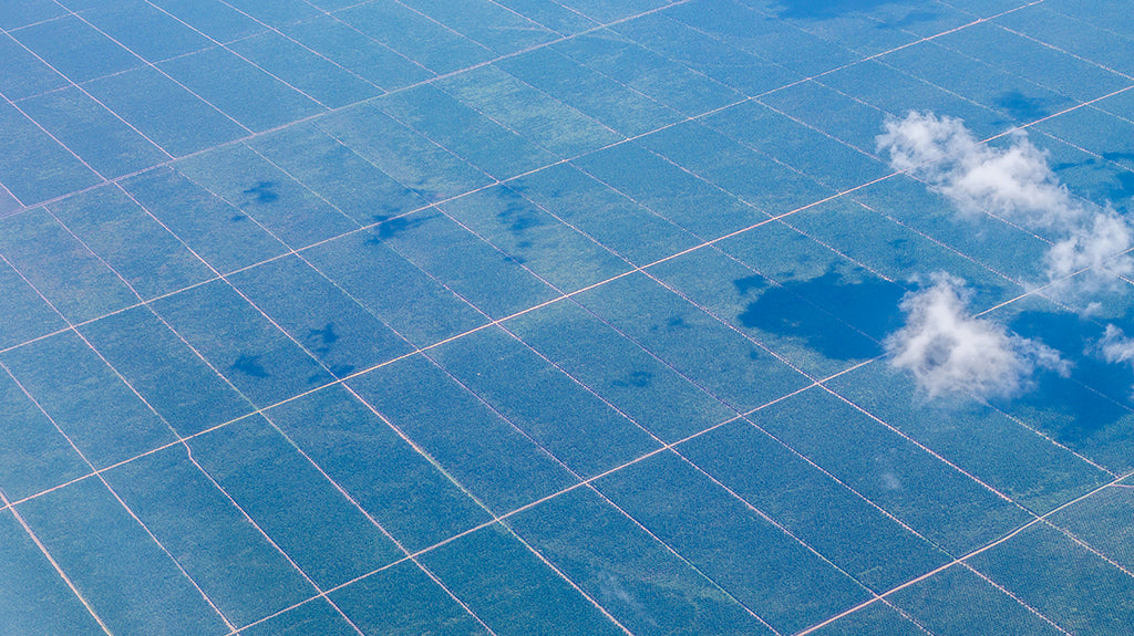 palm oil deforestation - air pollution