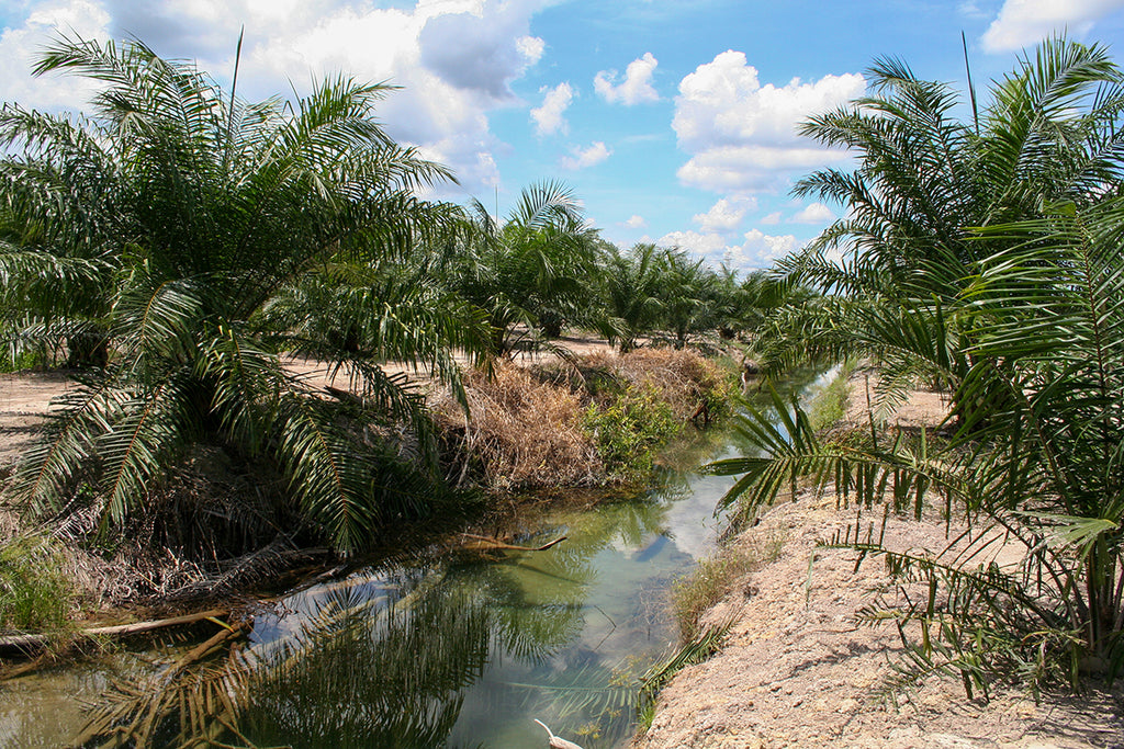 water pollution from palm oil plantation