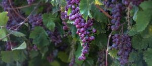 yatir-small-grapes-300x131