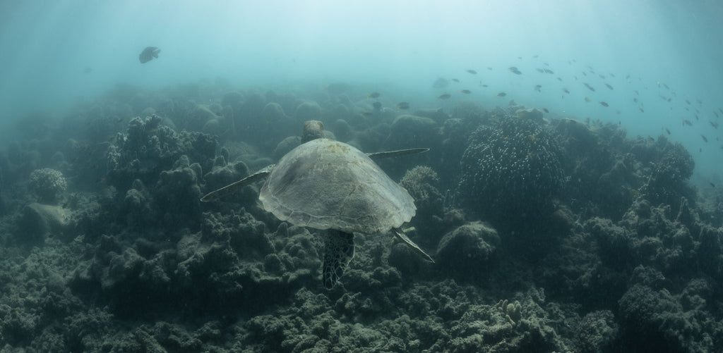 Green Sea Turtle Underwater photography