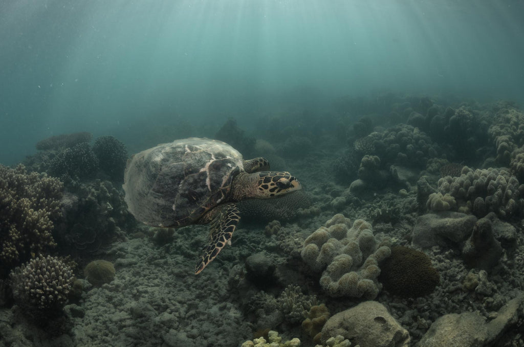Hawksbill Turtle Underwater photography
