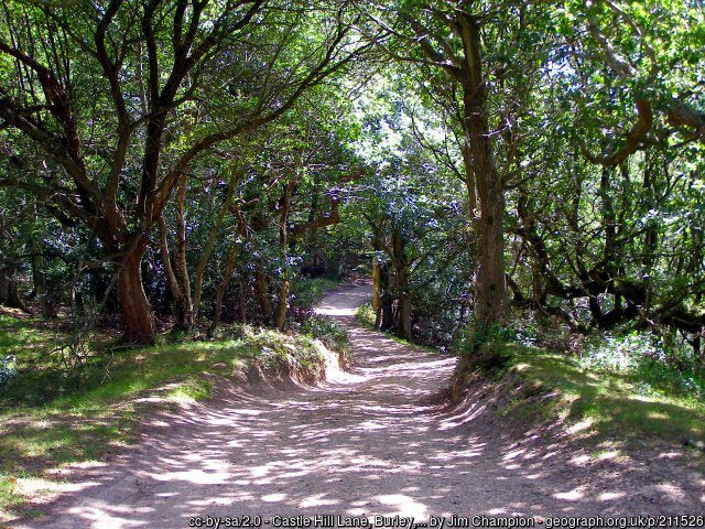 new forest path - bike club