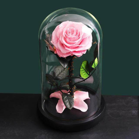 Preserved Rose in Glass