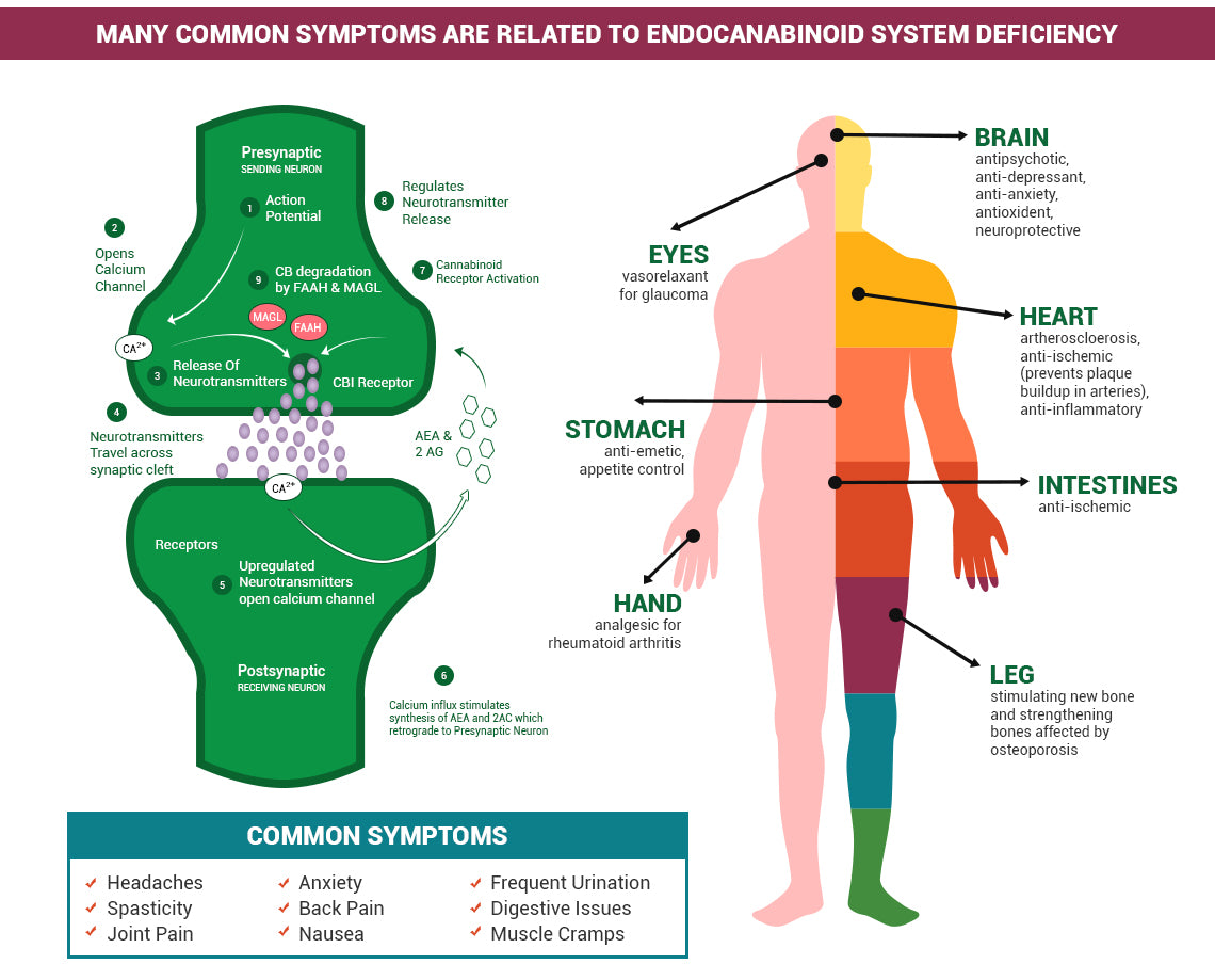 endocannabinoid system