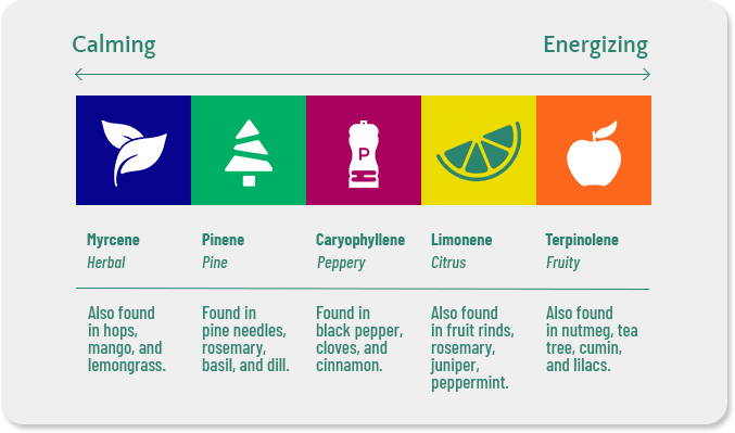 Terpenes for Strawberry  Raccoon