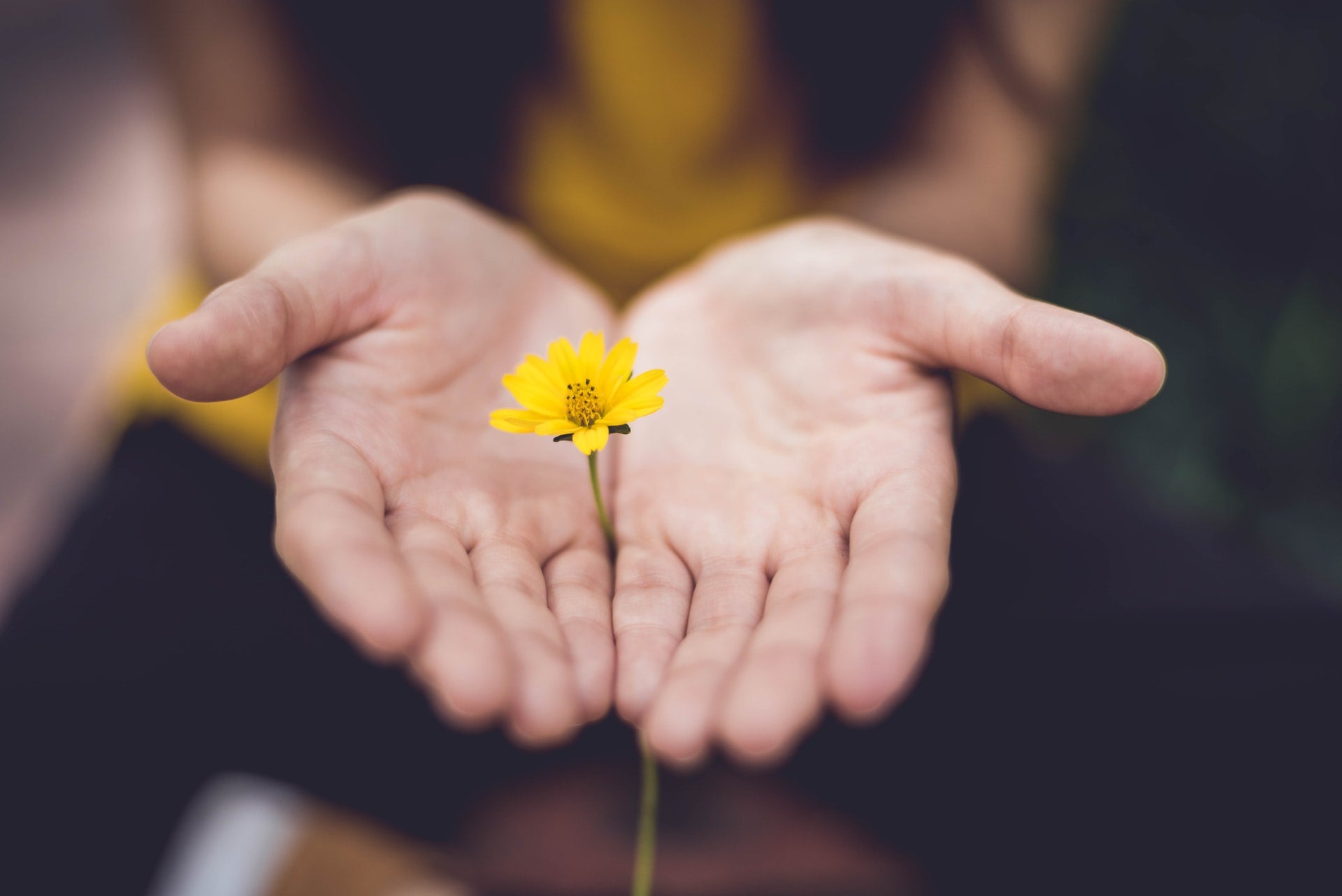 Hand holding out a yellow flower as a gift for someone with anxiety.