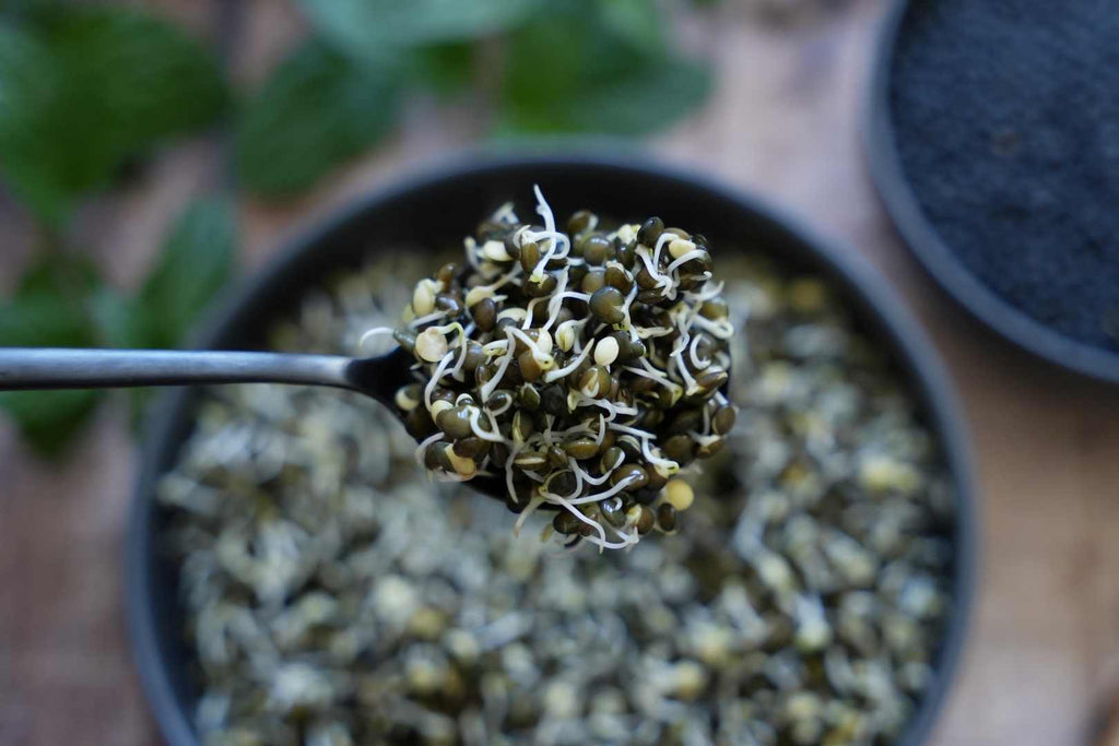 Sprouted beluga lentils