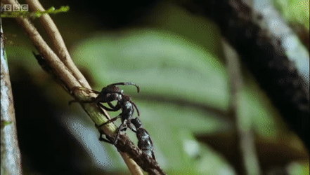 Cordyceps as a parasite on an insect