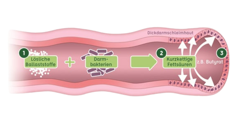 Short-chain fatty acids intestinal barrier