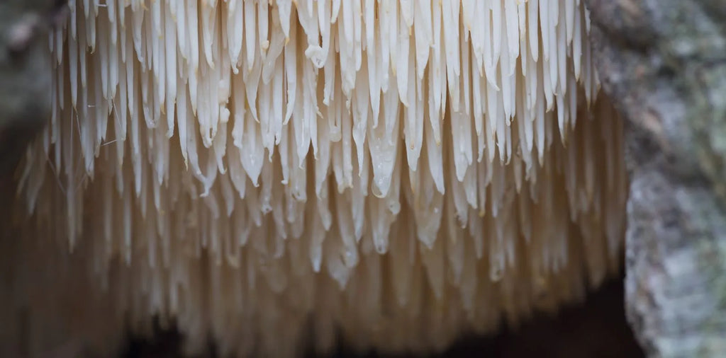The fruiting body of Lion's Mane contains the special ingredients Hericenone and Erinacine