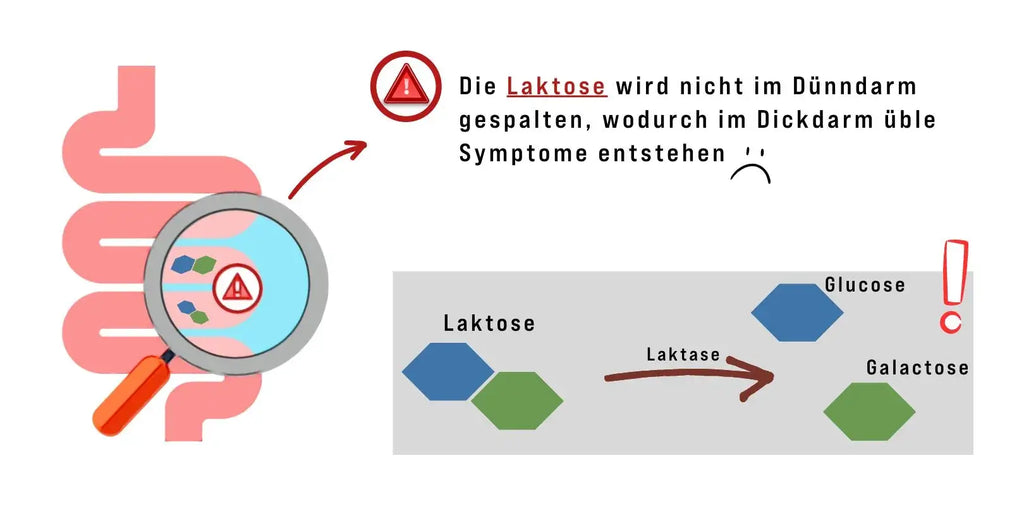 Lactose intolerance explained: lack of enzymes