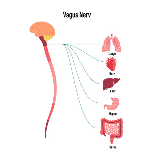 Vagus nerve