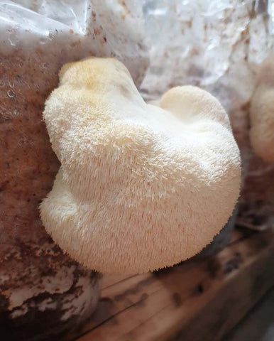 Grow your own mushrooms with Lion's Mane
