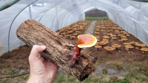 Reishi farm