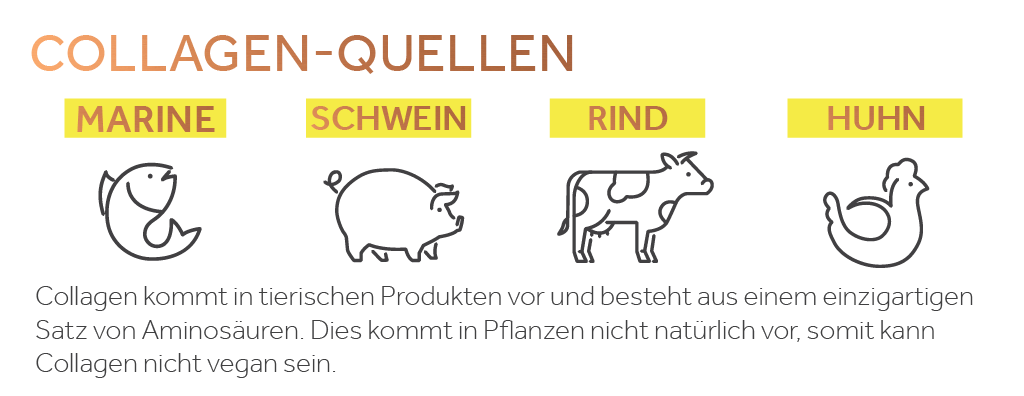 Graphik zeigt, wie Collagen von Fisch, Kuh, Schwein und Huhn hergestellt werden kann