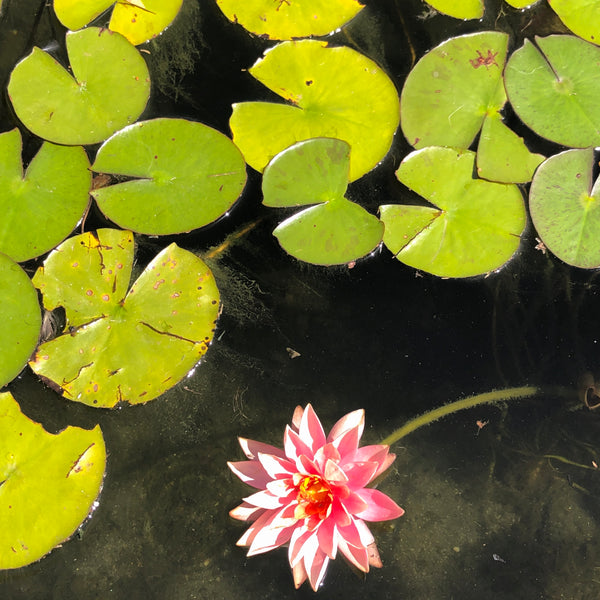 Lily Pond & Lagoon, Balboa Park