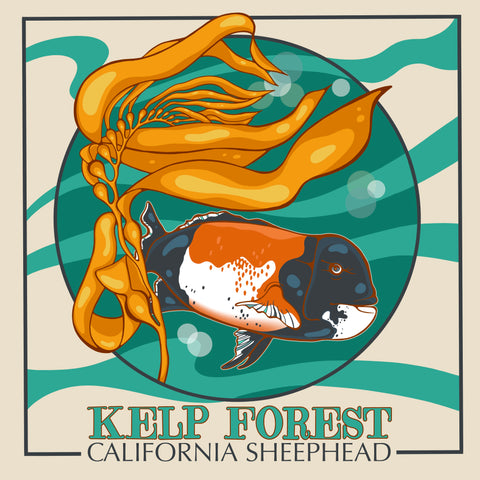 kelp fish illustration