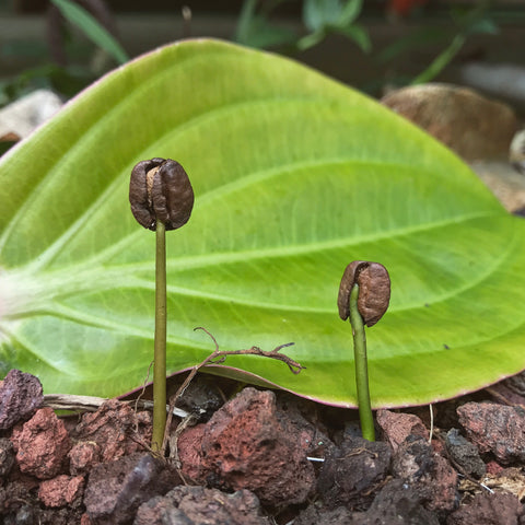 Kona Coffee Grows on Trees