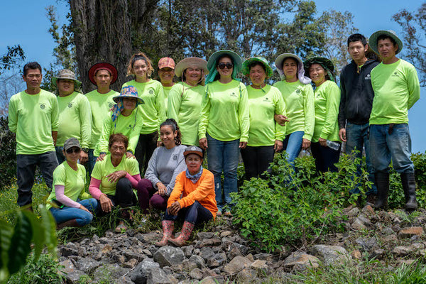 Hawaiian Kona Coffee Workers