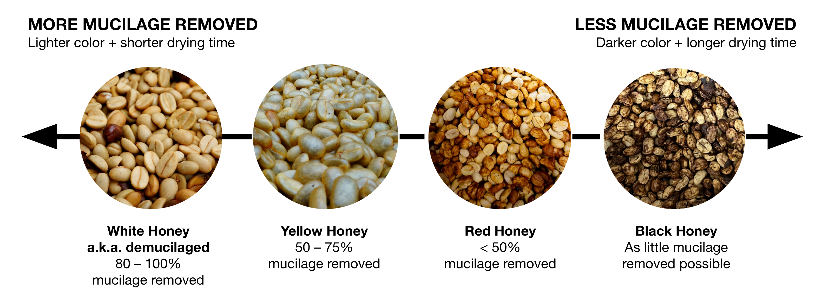 The Gradients of honey processed hawaiian coffee