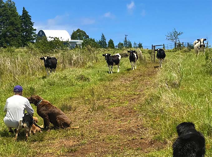 Hamakua Coffee Farm