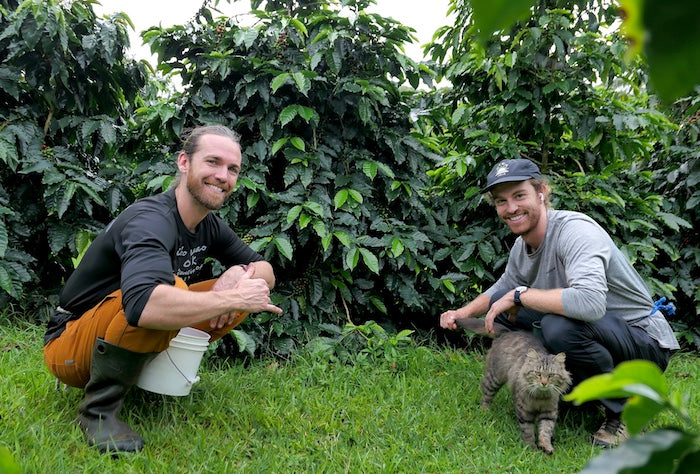 harvesting organic hawaiian coffee