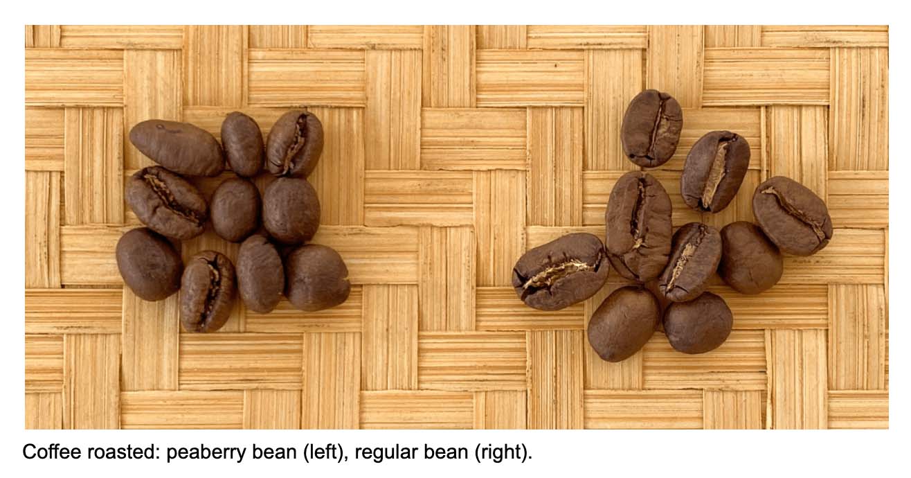Regular coffee beans vs. peaberry beans