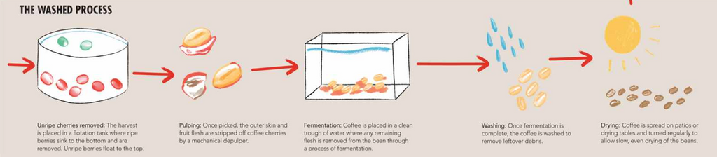 Coffee fermentation infographic