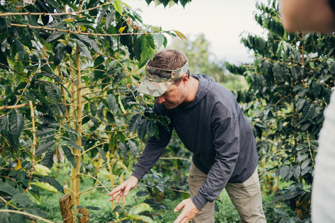 Man sorting through coffee plant crops