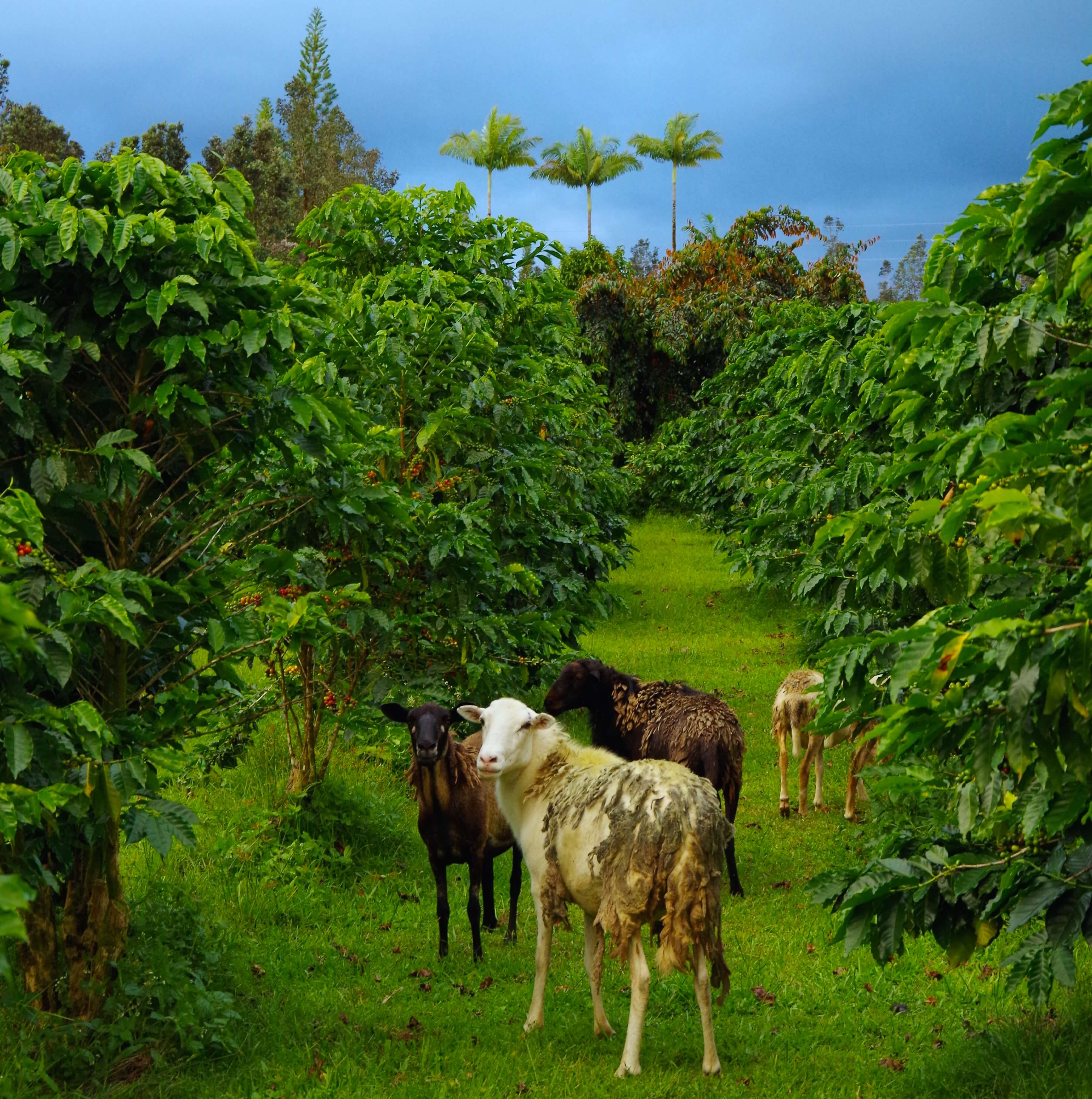 Hawaiian Coffee District Farm with Sheep | Big Island Coffee Roasters