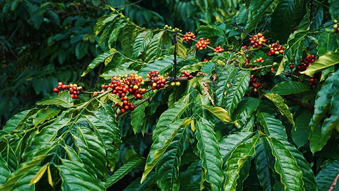Kona coffee beans on tree