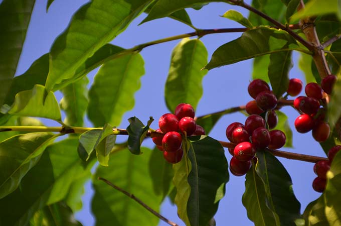 Red coffee cherries on tree